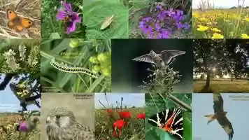 Free download PROTECTING WARREN FARM 2020 video and edit with RedcoolMedia movie maker MovieStudio video editor online and AudioStudio audio editor onlin