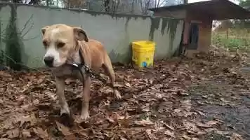 Free download PSA - Animal Abuse RC video and edit with RedcoolMedia movie maker MovieStudio video editor online and AudioStudio audio editor onlin