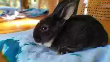 Free download Puddle Bunny video and edit with RedcoolMedia movie maker MovieStudio video editor online and AudioStudio audio editor onlin