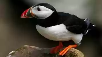 Free download Puffin video and edit with RedcoolMedia movie maker MovieStudio video editor online and AudioStudio audio editor onlin