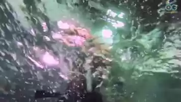 Free download Puppies First Swim! video and edit with RedcoolMedia movie maker MovieStudio video editor online and AudioStudio audio editor onlin