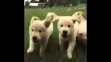 Free download Puppies! - Your Daily Diversion Is A Calming Romp with 21 Cuties video and edit with RedcoolMedia movie maker MovieStudio video editor online and AudioStudio audio editor onlin