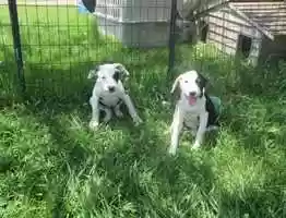Free download Puppy  -  Patty Shukla   (Yin  Yang) video and edit with RedcoolMedia movie maker MovieStudio video editor online and AudioStudio audio editor onlin