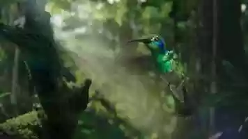 Free download Purdey Hummingbird - TVC video and edit with RedcoolMedia movie maker MovieStudio video editor online and AudioStudio audio editor onlin