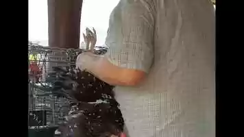 Free download Queensland Live Animal Markets video and edit with RedcoolMedia movie maker MovieStudio video editor online and AudioStudio audio editor onlin