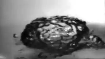 Free download Raid il Film -Promo1- video and edit with RedcoolMedia movie maker MovieStudio video editor online and AudioStudio audio editor onlin