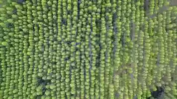 Free download Rainforests video and edit with RedcoolMedia movie maker MovieStudio video editor online and AudioStudio audio editor onlin