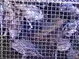 Free download Raiva herbvora mata animal no Rio Grade do Sul video and edit with RedcoolMedia movie maker MovieStudio video editor online and AudioStudio audio editor onlin