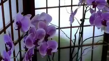 Free download RaliGo - new VIP mind massage therapy from EFTMIND Yasmin Golchin, EFT master video and edit with RedcoolMedia movie maker MovieStudio video editor online and AudioStudio audio editor onlin