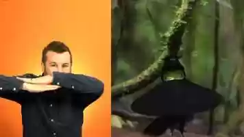 Free download Recruit Rooster - What is Your Spirit Animal? video and edit with RedcoolMedia movie maker MovieStudio video editor online and AudioStudio audio editor onlin