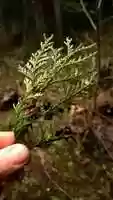 Free download Respectfully Harvesting Redcedar video and edit with RedcoolMedia movie maker MovieStudio video editor online and AudioStudio audio editor onlin