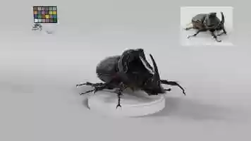 Free download Rhino Beetle - Creature Development LTU 2019 video and edit with RedcoolMedia movie maker MovieStudio video editor online and AudioStudio audio editor onlin