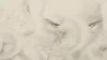 Free download Richard Williams video and edit with RedcoolMedia movie maker MovieStudio video editor online and AudioStudio audio editor onlin