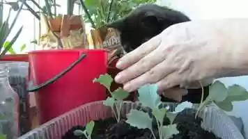 Free download Riquiqui gardener video and edit with RedcoolMedia movie maker MovieStudio video editor online and AudioStudio audio editor onlin