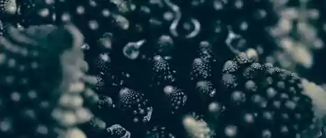 Free download (ROMANESCO) video and edit with RedcoolMedia movie maker MovieStudio video editor online and AudioStudio audio editor onlin