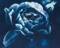 Free download Rose Petal Animation video and edit with RedcoolMedia movie maker MovieStudio video editor online and AudioStudio audio editor onlin