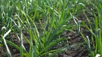 Free download Rows Of Green Winter Wheat Stock Video video and edit with RedcoolMedia movie maker MovieStudio video editor online and AudioStudio audio editor onlin