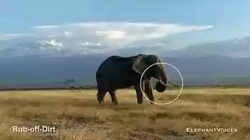 Free download Rub-Off-Dirt. Context: Foraging  Comfort Technique (3) video and edit with RedcoolMedia movie maker MovieStudio video editor online and AudioStudio audio editor onlin