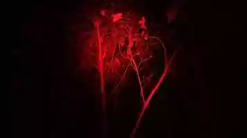 Free download Ruin | Zamilska video and edit with RedcoolMedia movie maker MovieStudio video editor online and AudioStudio audio editor onlin