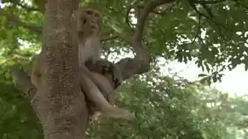 Free download Rules for Sapiens video and edit with RedcoolMedia movie maker MovieStudio video editor online and AudioStudio audio editor onlin