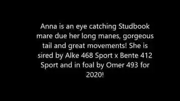 Free download Running free video of Anna - Sired by Alke 468 Sport x Bente 412 Sport video and edit with RedcoolMedia movie maker MovieStudio video editor online and AudioStudio audio editor onlin