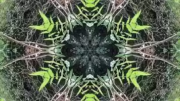 Free download Sacred Symmetry 2 Water Sun Plants using 2 4 6 8 and 10 Mirrors Music A Thumbnail Sketch of Infinity By David John Sheppard video and edit with RedcoolMedia movie maker MovieStudio video editor online and AudioStudio audio editor onlin