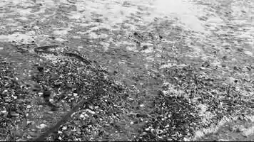 Free download Saltwater video and edit with RedcoolMedia movie maker MovieStudio video editor online and AudioStudio audio editor onlin