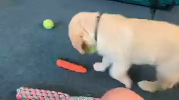 Free download Sandys First Tennis Ball video and edit with RedcoolMedia movie maker MovieStudio video editor online and AudioStudio audio editor onlin