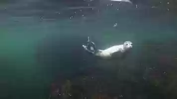 Free download Save Our Seals Short Film Teaser Clip video and edit with RedcoolMedia movie maker MovieStudio video editor online and AudioStudio audio editor onlin