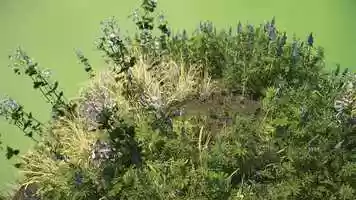 Free download Scattered Plants video and edit with RedcoolMedia movie maker MovieStudio video editor online and AudioStudio audio editor onlin