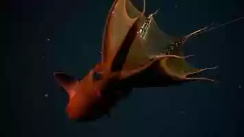 Free download Schmidt Ocean Institute: Designing the Future 2, ROV Highlight Reel video and edit with RedcoolMedia movie maker MovieStudio video editor online and AudioStudio audio editor onlin
