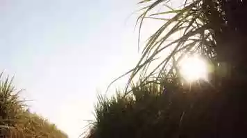 Free download Science-powered-by-nature video and edit with RedcoolMedia movie maker MovieStudio video editor online and AudioStudio audio editor onlin