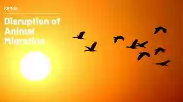 Free download SE308 Disruption of Animal Migration video and edit with RedcoolMedia movie maker MovieStudio video editor online and AudioStudio audio editor onlin