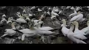 Free download Seabird - Trailer video and edit with RedcoolMedia movie maker MovieStudio video editor online and AudioStudio audio editor onlin