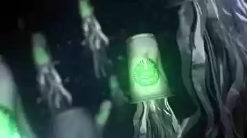 Free download Sealution video and edit with RedcoolMedia movie maker MovieStudio video editor online and AudioStudio audio editor onlin