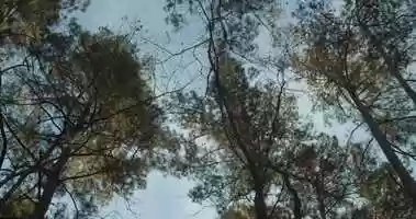 Free download Selmers Arch- Song for Julian (Official Video) video and edit with RedcoolMedia movie maker MovieStudio video editor online and AudioStudio audio editor onlin