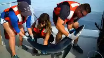 Free download Shark Research in the Gulf of Maine video and edit with RedcoolMedia movie maker MovieStudio video editor online and AudioStudio audio editor onlin