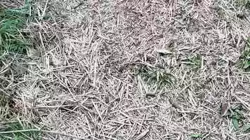 Free download Single Frame Animation video and edit with RedcoolMedia movie maker MovieStudio video editor online and AudioStudio audio editor onlin