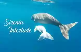 Free download Sirenia Interlude video and edit with RedcoolMedia movie maker MovieStudio video editor online and AudioStudio audio editor onlin