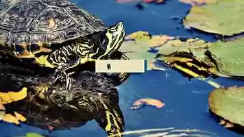 Free download Slide Slice - IMS Motion Text Animator video and edit with RedcoolMedia movie maker MovieStudio video editor online and AudioStudio audio editor onlin