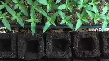 Free download Soil Blockin Hemp (feat. Bens Bravo Beats) video and edit with RedcoolMedia movie maker MovieStudio video editor online and AudioStudio audio editor onlin