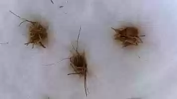 Free download Some clips of a snowman standing on the ice of lake Nklevann in Oslo in March 2019 video and edit with RedcoolMedia movie maker MovieStudio video editor online and AudioStudio audio editor onlin