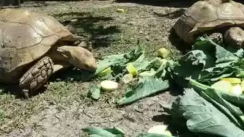 Free download Some Sulcata action enjoying a nice lunch! video and edit with RedcoolMedia movie maker MovieStudio video editor online and AudioStudio audio editor onlin