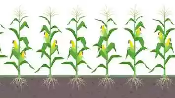 Free download Source Animation video and edit with RedcoolMedia movie maker MovieStudio video editor online and AudioStudio audio editor onlin