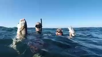 Free download Spear Fishing video and edit with RedcoolMedia movie maker MovieStudio video editor online and AudioStudio audio editor onlin
