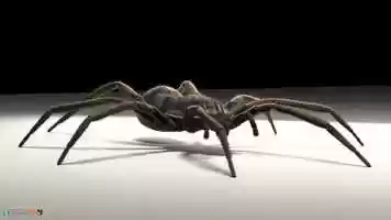 Free download spiderTest_v001 video and edit with RedcoolMedia movie maker MovieStudio video editor online and AudioStudio audio editor onlin