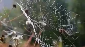 Free download Spider Web Stock Video video and edit with RedcoolMedia movie maker MovieStudio video editor online and AudioStudio audio editor onlin