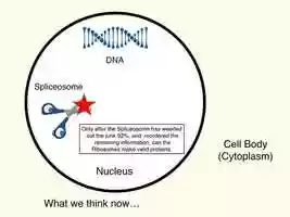 Free download Spliceosome animation video and edit with RedcoolMedia movie maker MovieStudio video editor online and AudioStudio audio editor onlin