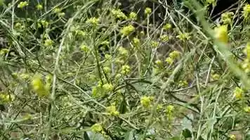Free download Steve Gutierrez, The Beehive Cluster ||| Veterans Make Movies video and edit with RedcoolMedia movie maker MovieStudio video editor online and AudioStudio audio editor onlin