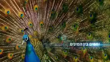 Free download Suddenly you will see everything in a different way. Faculty of Life Sciences TAU, 2018. video and edit with RedcoolMedia movie maker MovieStudio video editor online and AudioStudio audio editor onlin